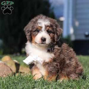 Flynn, Mini Bernedoodle Puppy
